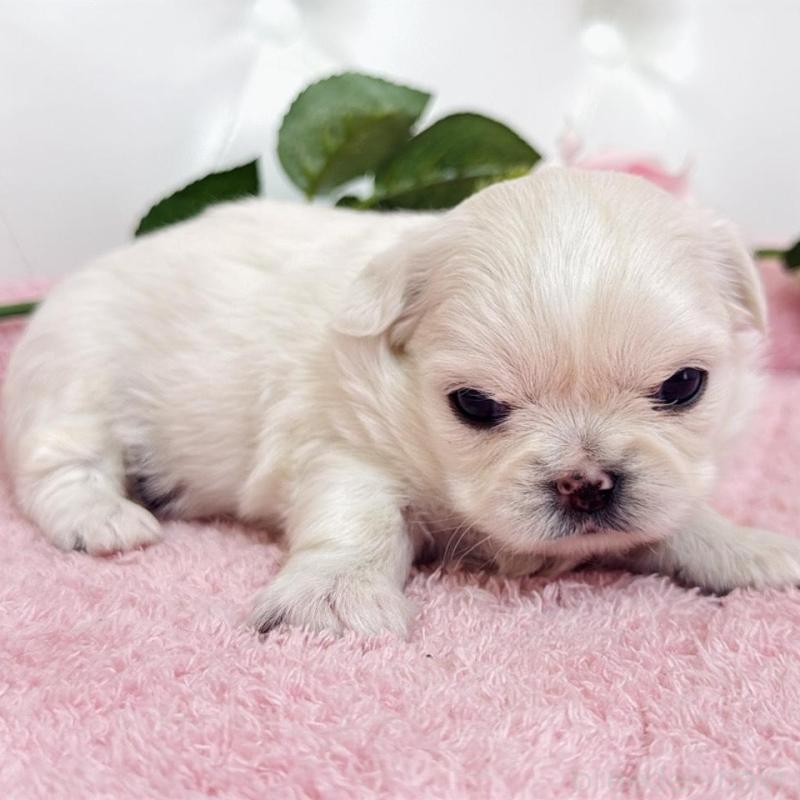 販売中の埼玉県のミックス犬-453810の14枚目