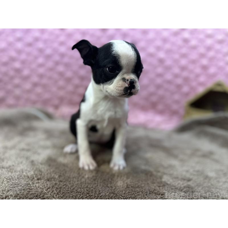 販売中の茨城県のボストンテリア-453809の4枚目