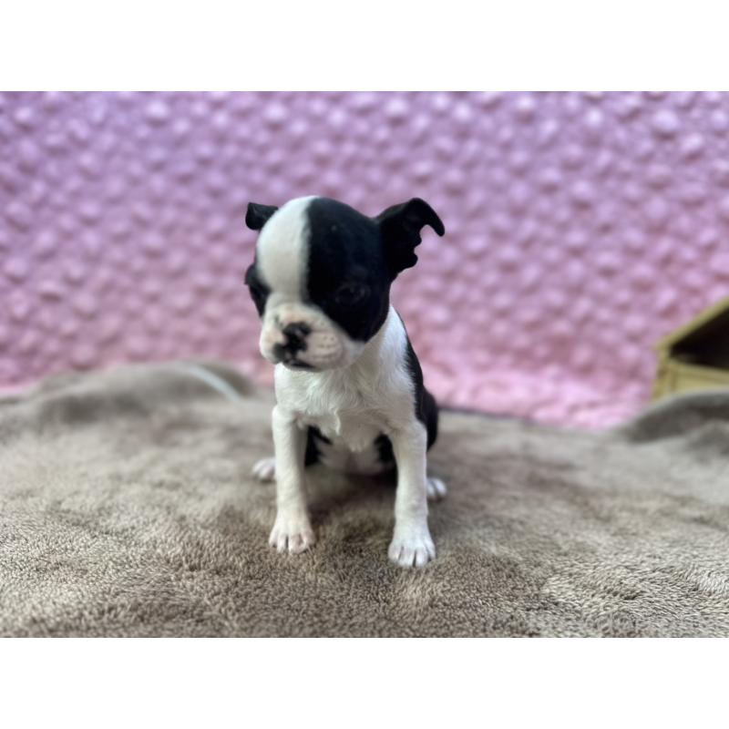 販売中の茨城県のボストンテリア-453809の3枚目