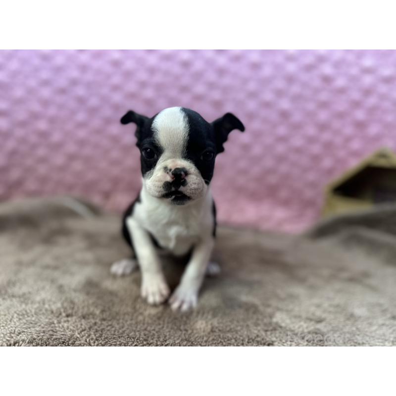 販売中の茨城県のボストンテリア-453809の2枚目