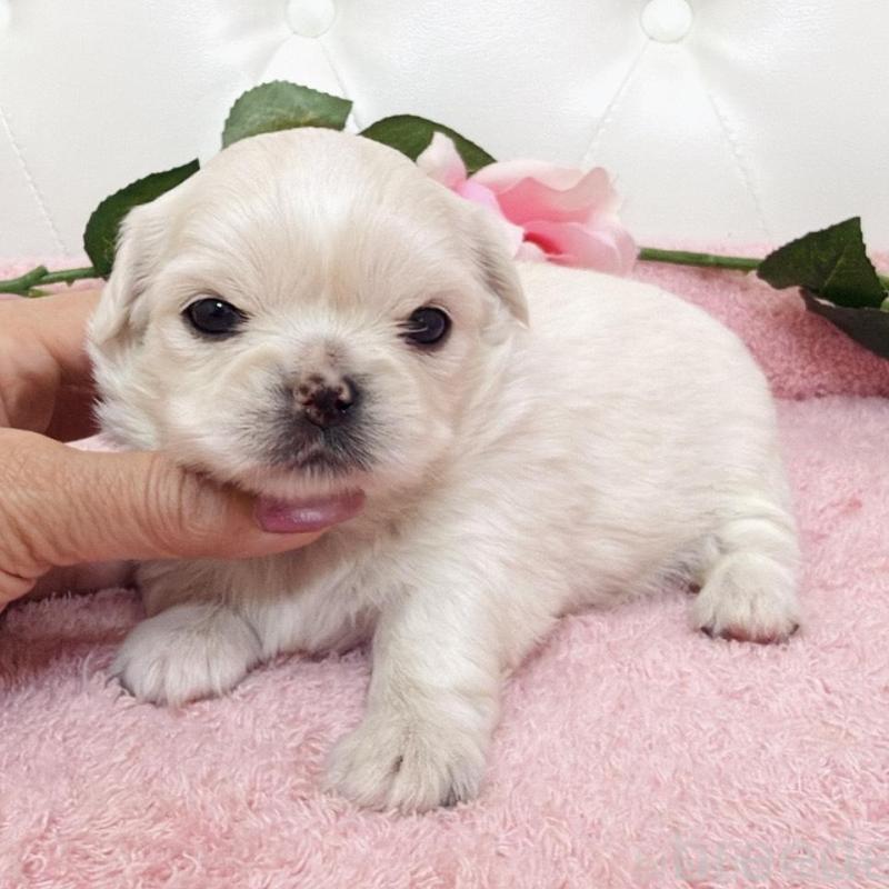 販売中の埼玉県のミックス犬-453810の13枚目