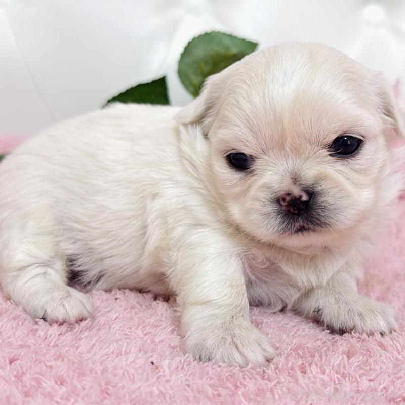 販売中の埼玉県のミックス犬-453810の12枚目