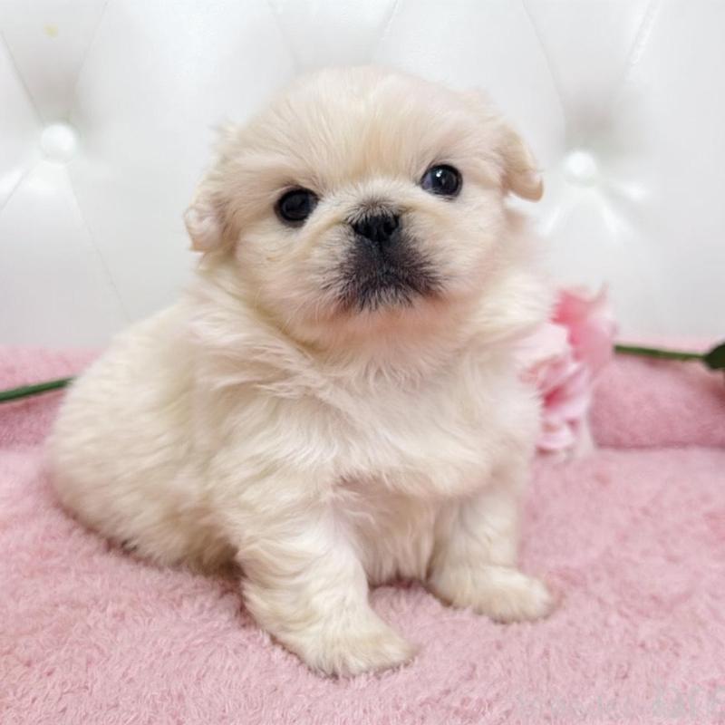 販売中の埼玉県のペキニーズ-453811の19枚目