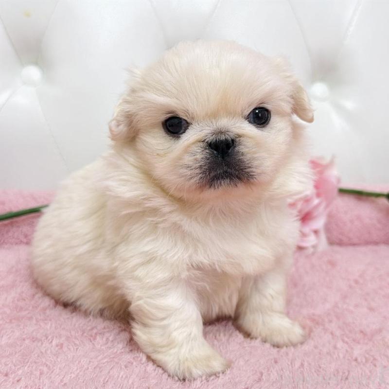 販売中の埼玉県のペキニーズ-453811の18枚目