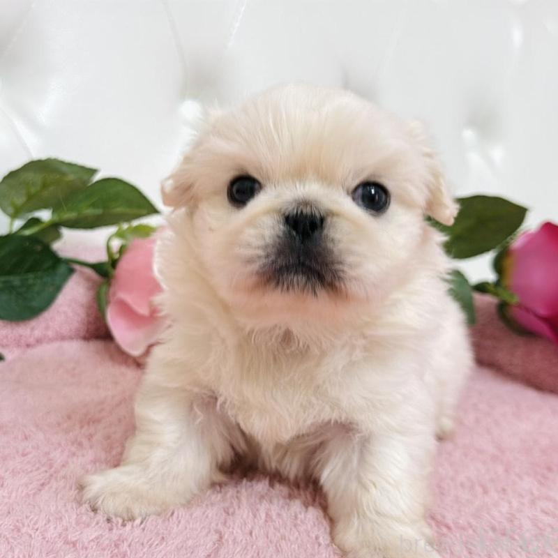 販売中の埼玉県のペキニーズ-453811の17枚目