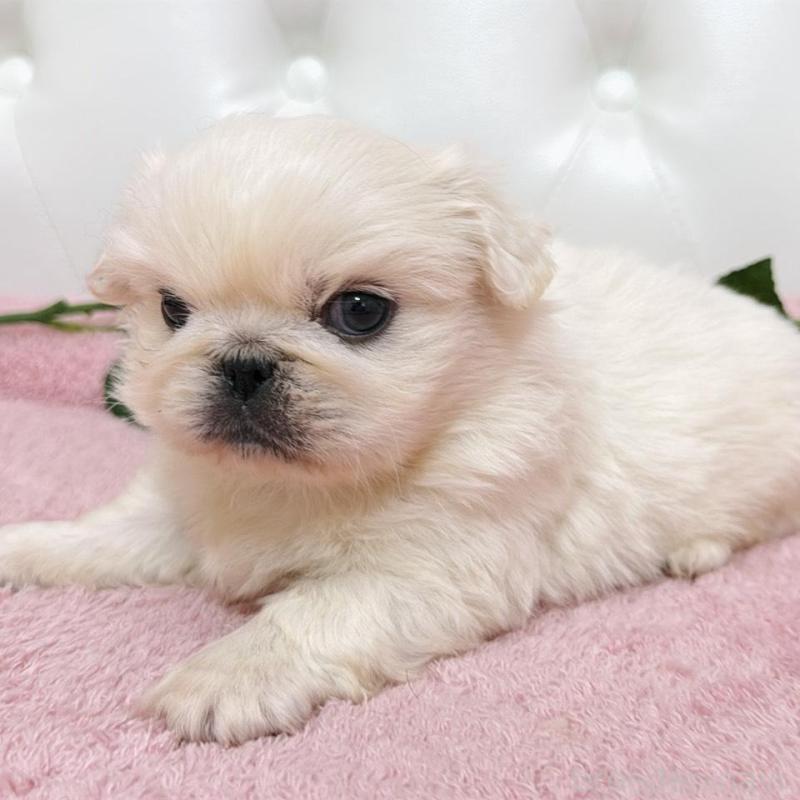 販売中の埼玉県のペキニーズ-453811の16枚目