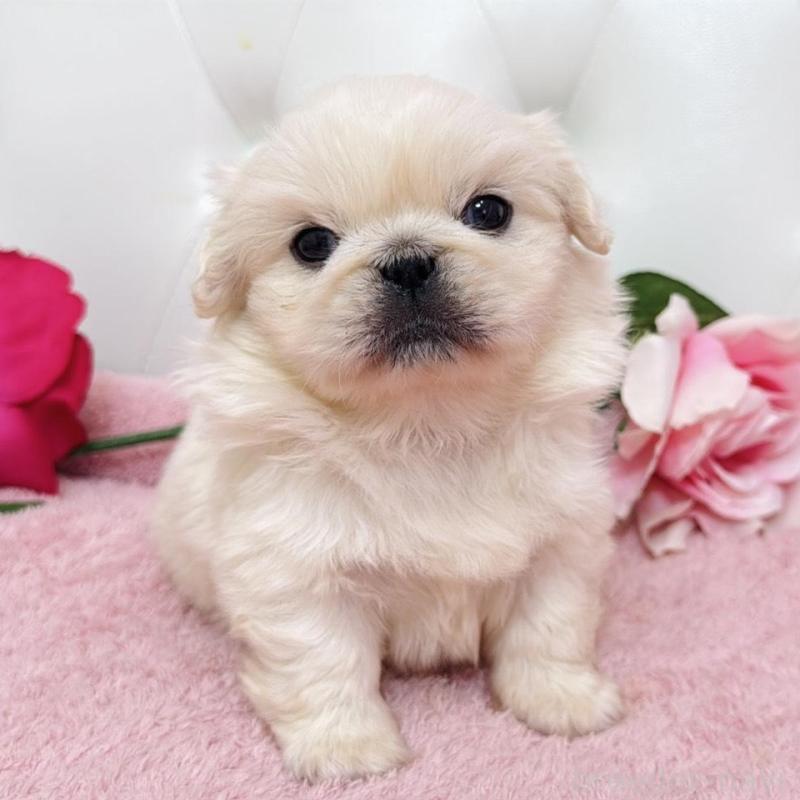 販売中の埼玉県のペキニーズ-453811の15枚目