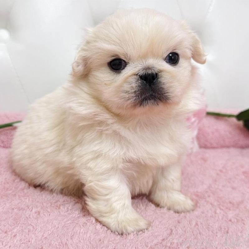 販売中の埼玉県のペキニーズ-453811の14枚目