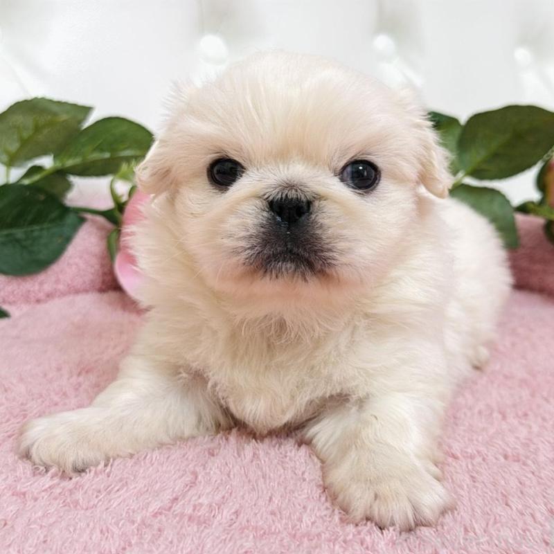 販売中の埼玉県のペキニーズ-453811の13枚目