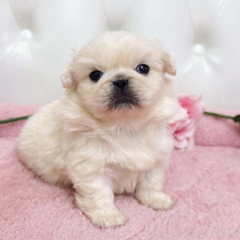 販売中の埼玉県のペキニーズ-453811の12枚目