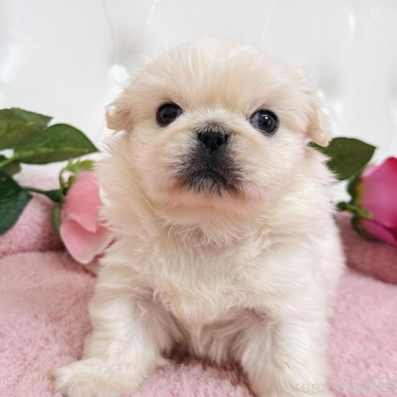 販売中の埼玉県のペキニーズ-453811の11枚目