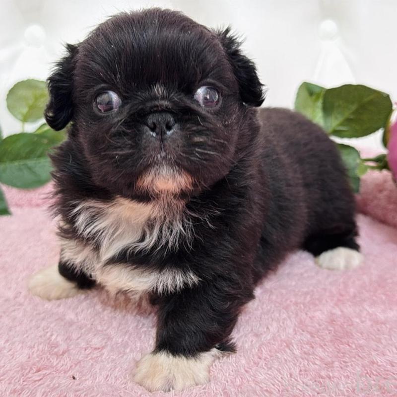 販売中の埼玉県のペキニーズ-453812の19枚目