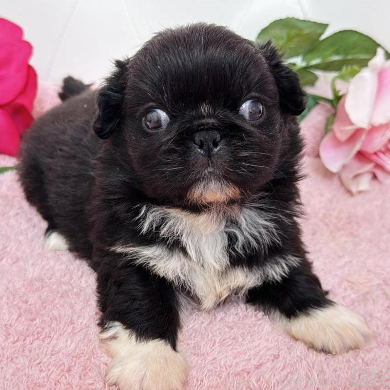 販売中の埼玉県のペキニーズ-453812の18枚目