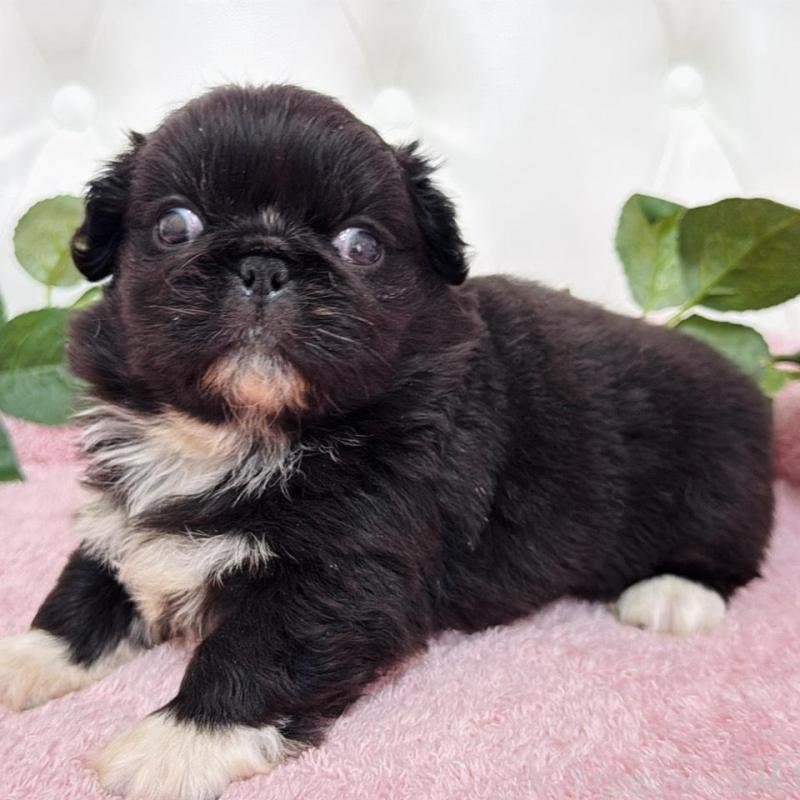 販売中の埼玉県のペキニーズ-453812の17枚目