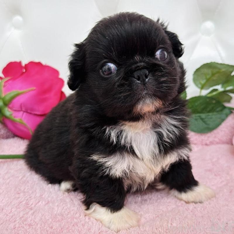 販売中の埼玉県のペキニーズ-453812の15枚目