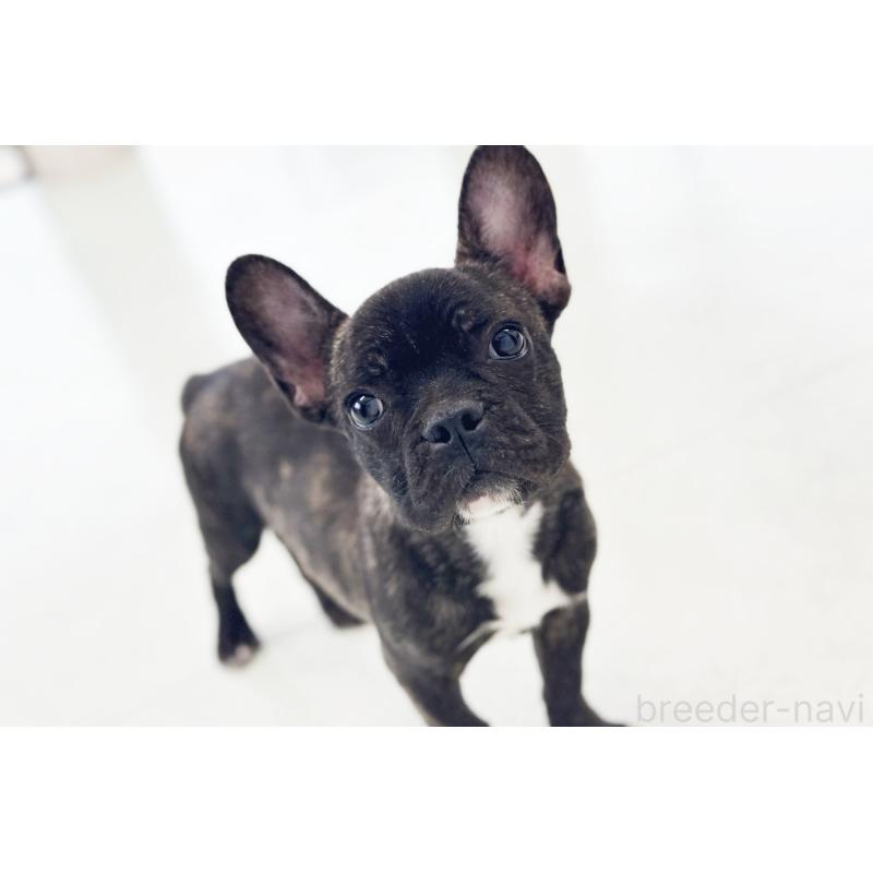 販売中の京都府のフレンチブルドッグ-426767の7枚目