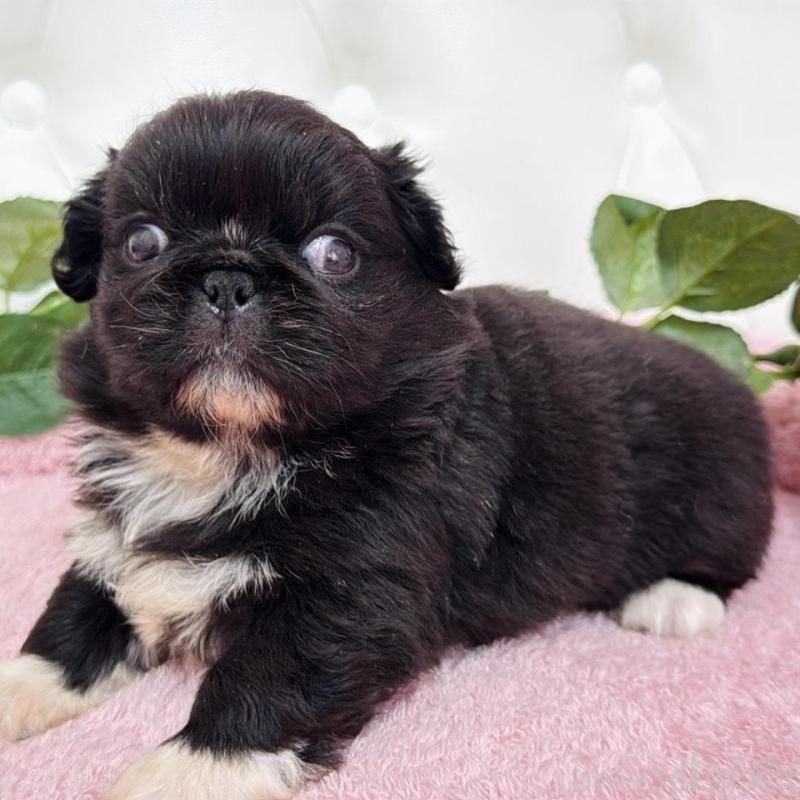 販売中の埼玉県のペキニーズ-453812の14枚目