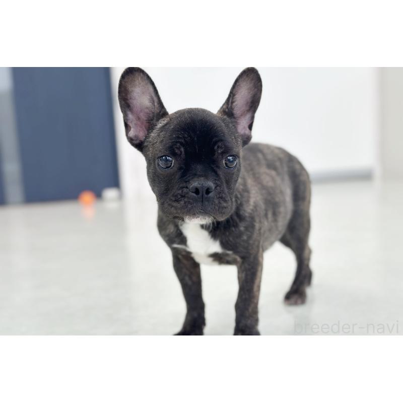 販売中の京都府のフレンチブルドッグ-426767の6枚目