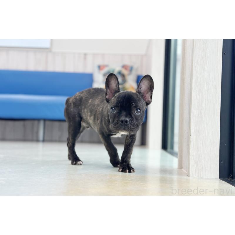 販売中の京都府のフレンチブルドッグ-426767の5枚目