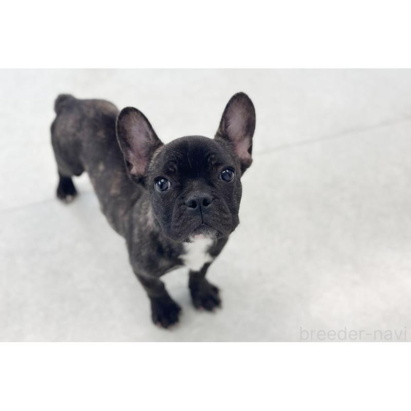 販売中の京都府のフレンチブルドッグ-426767の4枚目