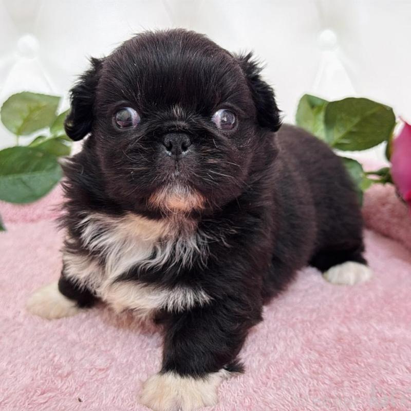 販売中の埼玉県のペキニーズ-453812の13枚目