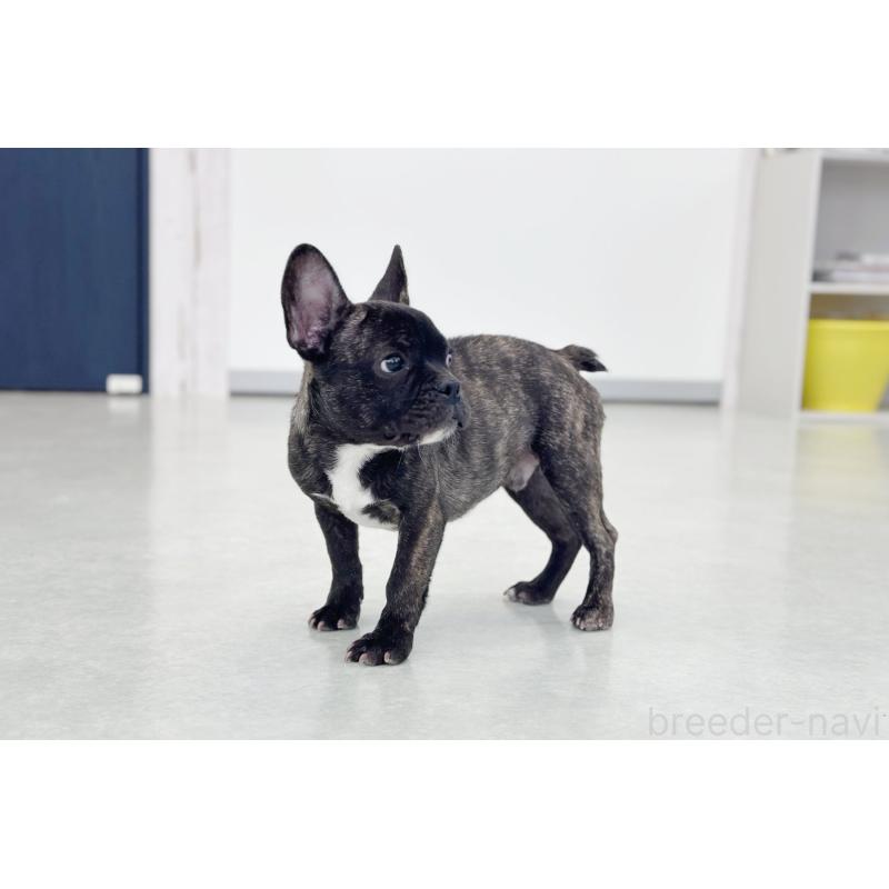 販売中の京都府のフレンチブルドッグ-426767の3枚目