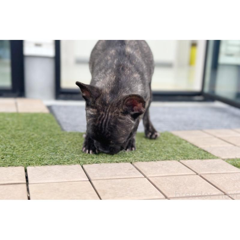 販売中の京都府のフレンチブルドッグ-426767の2枚目