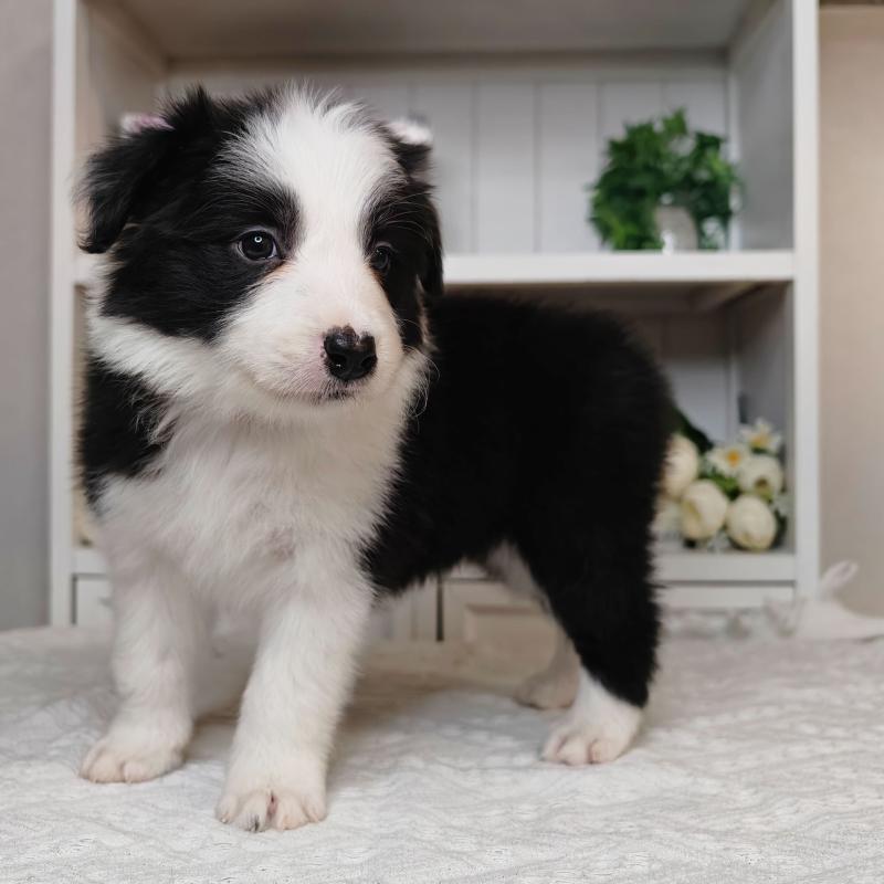 販売中の埼玉県のボーダーコリー-450062