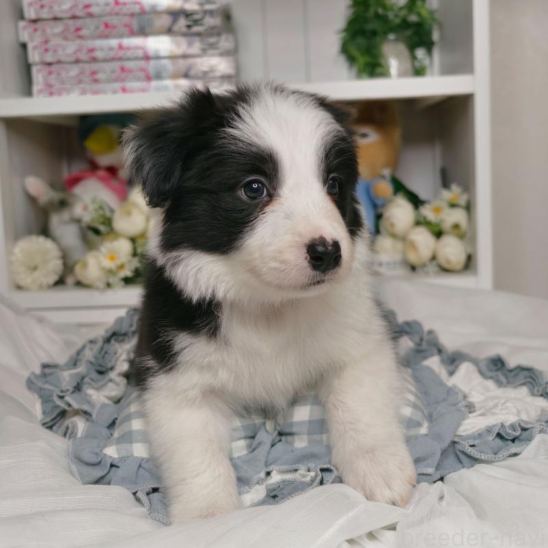 販売中の埼玉県のボーダーコリー-450062の4枚目