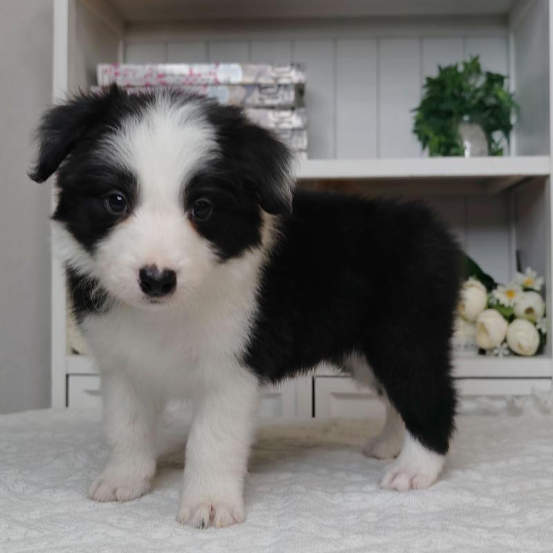 販売中の埼玉県のボーダーコリー-450062の3枚目