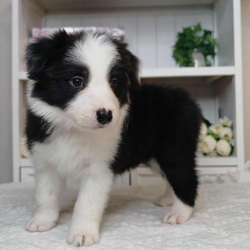 販売中の埼玉県のボーダーコリー-450062の2枚目