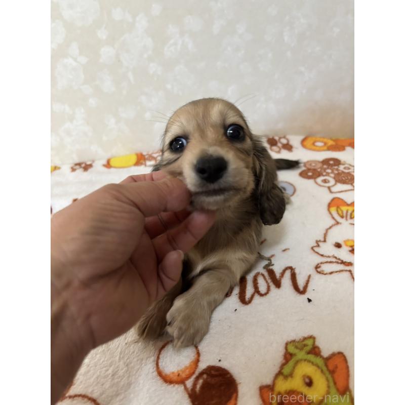 販売中の大分県のカニンヘンダックスフンド(ロングヘアード)-453122