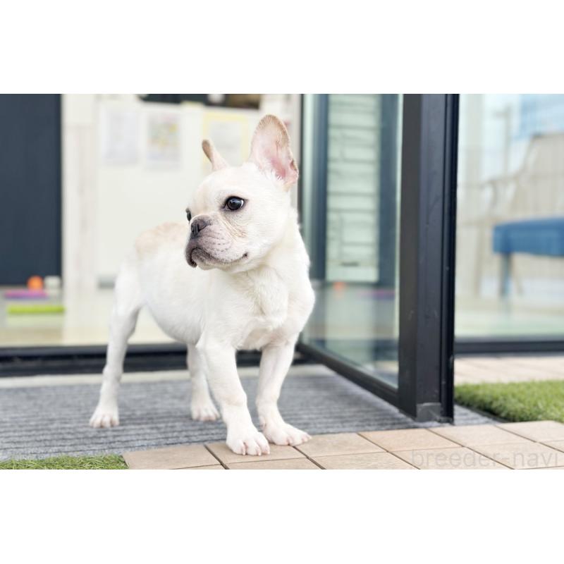 販売中の京都府のフレンチブルドッグ-416400の5枚目