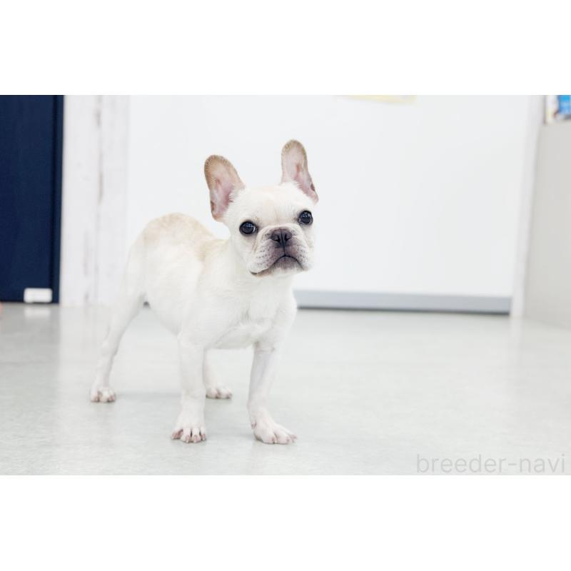 販売中の京都府のフレンチブルドッグ-416400の4枚目