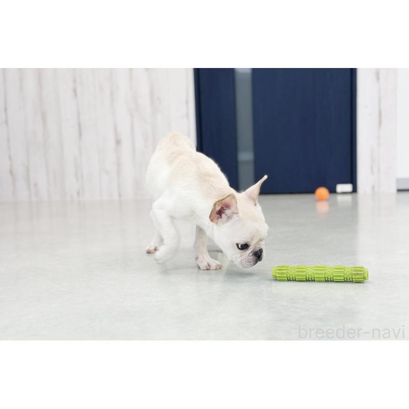 販売中の京都府のフレンチブルドッグ-416400の3枚目