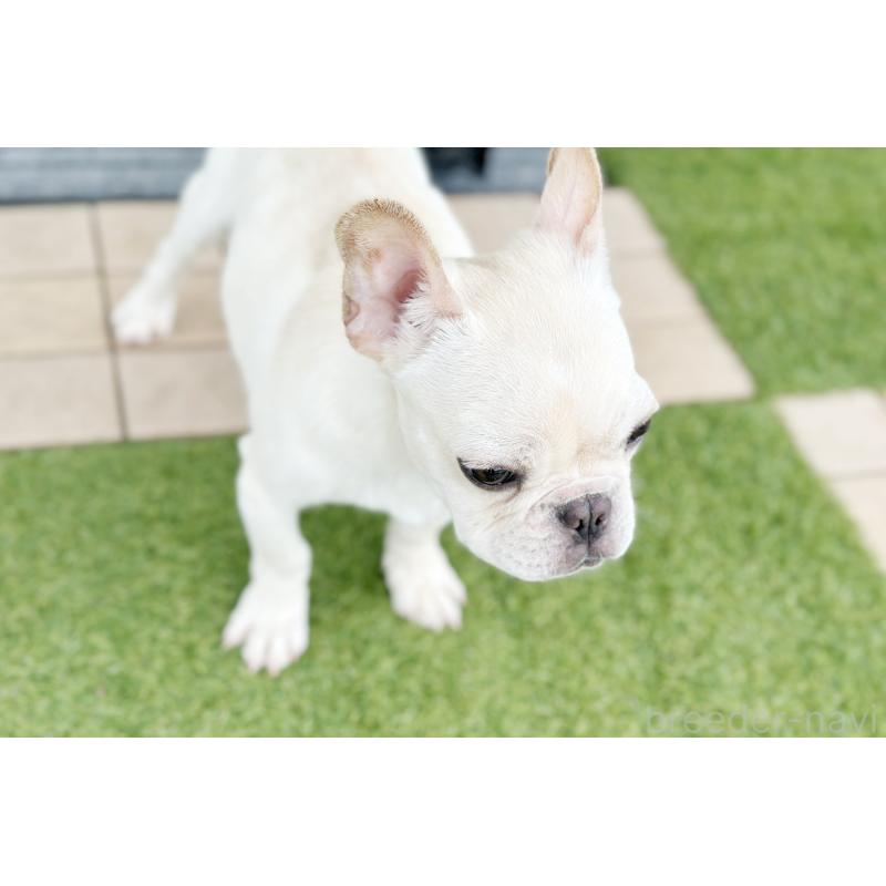 販売中の京都府のフレンチブルドッグ-416400の2枚目