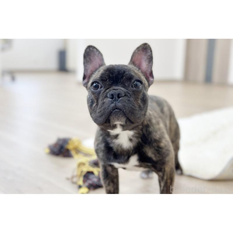 販売中の京都府のフレンチブルドッグ-417030の4枚目