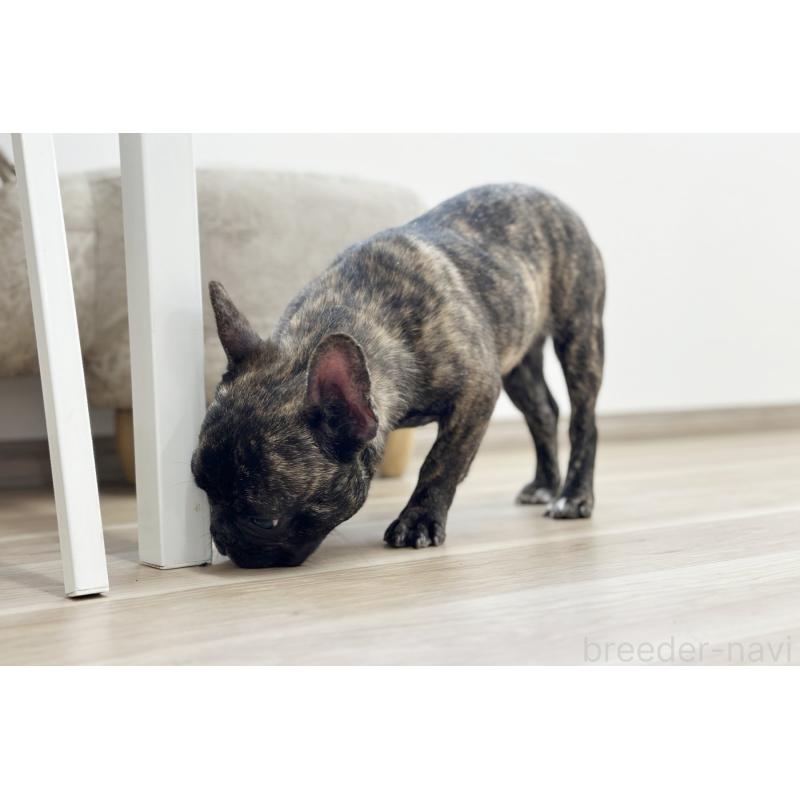 販売中の京都府のフレンチブルドッグ-417030の3枚目