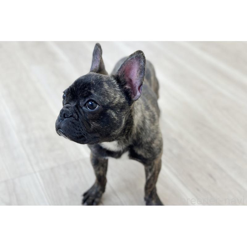 販売中の京都府のフレンチブルドッグ-417030の2枚目
