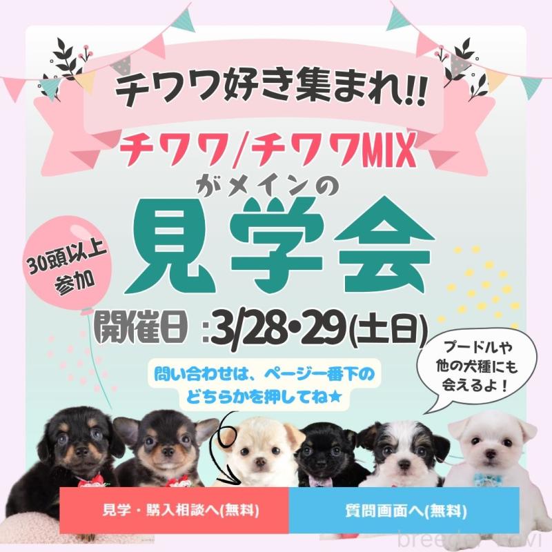 販売中の神奈川県のチワズー:チワワ×シーズー-453239の5枚目