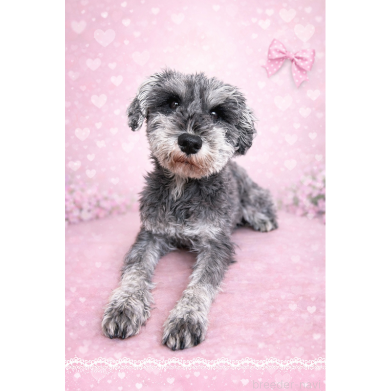 販売中の栃木県のミニチュアシュナウザー-453815の2枚目