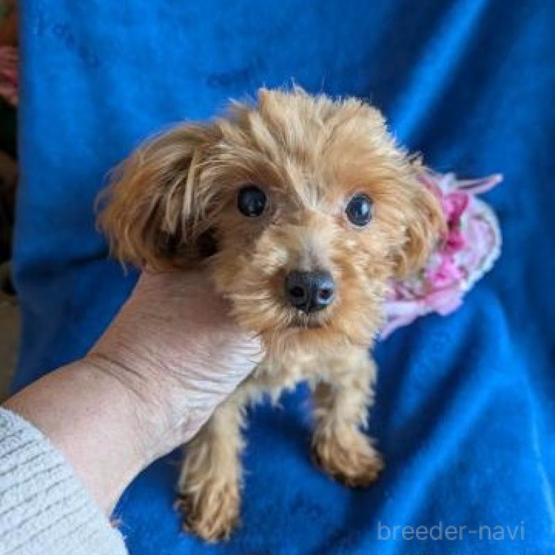 販売中の鹿児島県のチワプー:チワワ×トイプードル-453813の3枚目