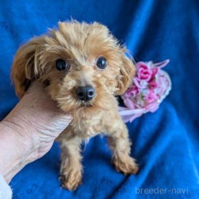 販売中の鹿児島県のチワプー:チワワ×トイプードル-453813の2枚目