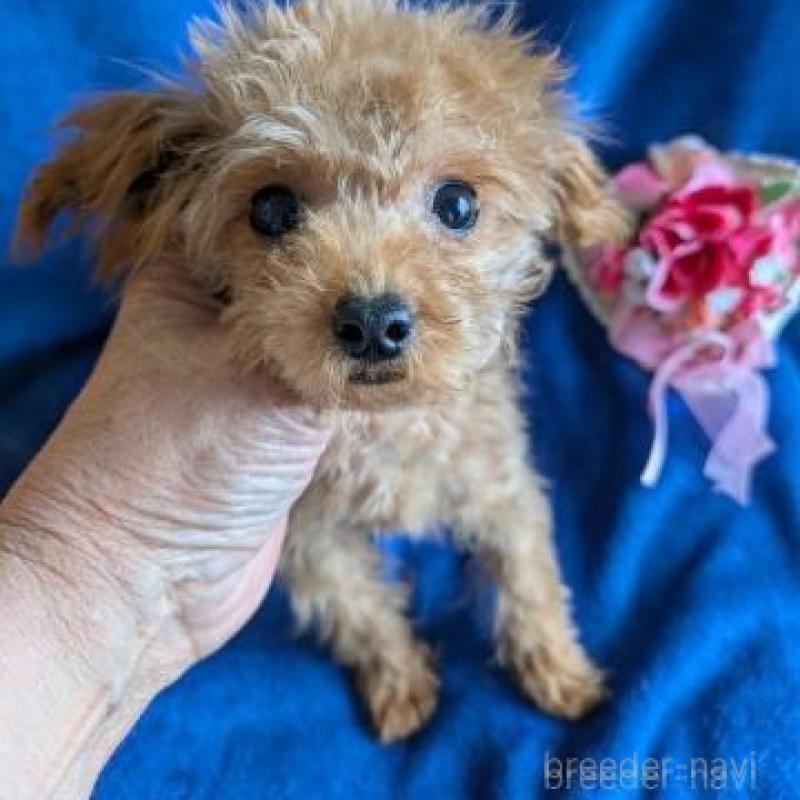 販売中の鹿児島県のチワプー:チワワ×トイプードル-453814の3枚目