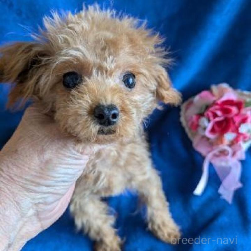 販売中の鹿児島県のチワプー:チワワ×トイプードル-453814の2枚目