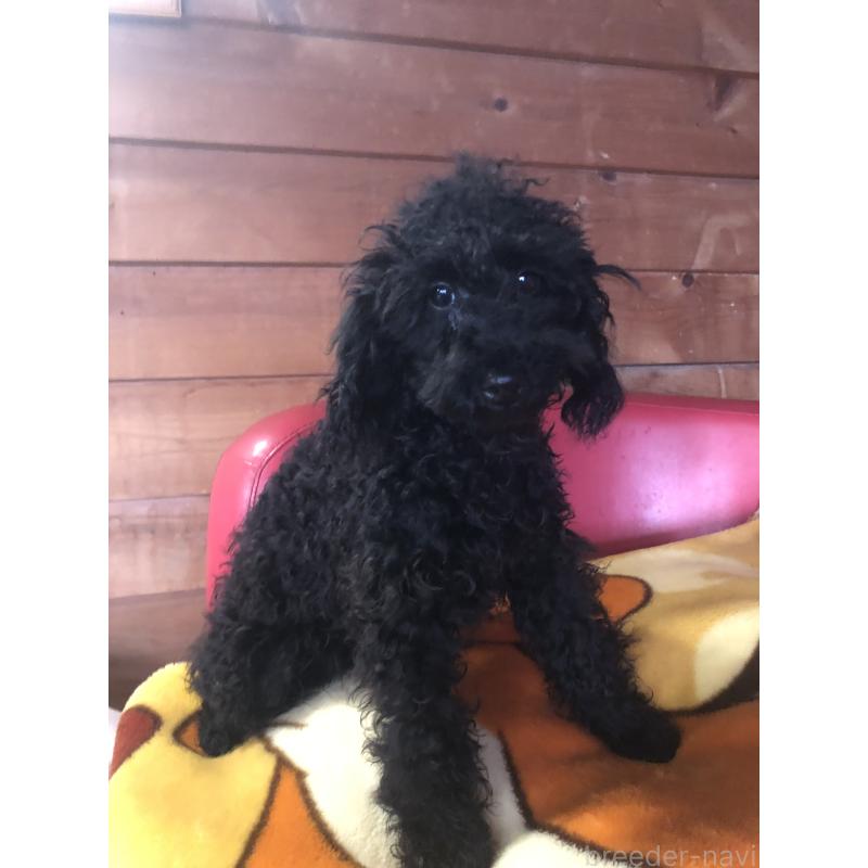 販売中の兵庫県のトイプードル-431955