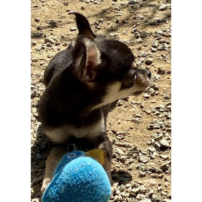 販売中の広島県のチワワ(スムースコート)-444683の6枚目