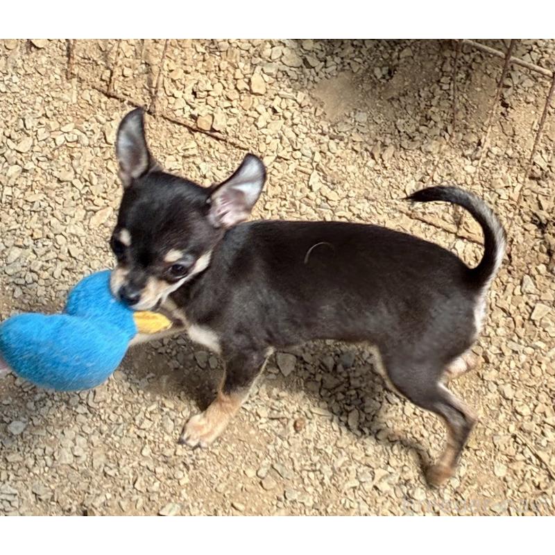 販売中の広島県のチワワ(スムースコート)-444683の5枚目