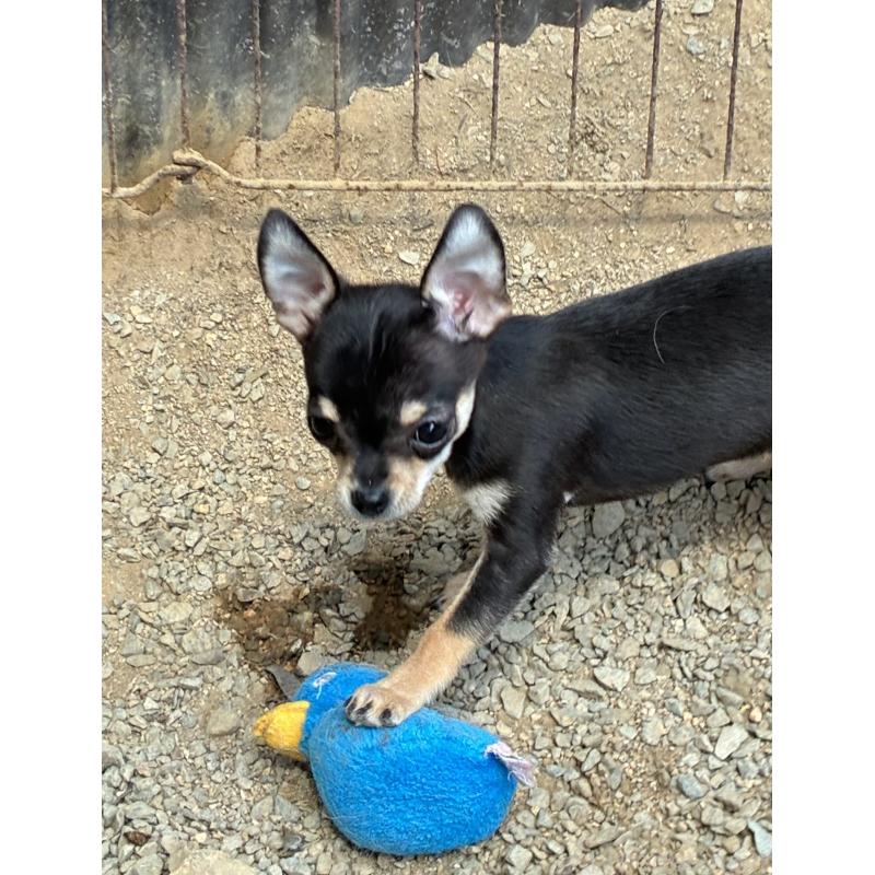 販売中の広島県のチワワ(スムースコート)-444683の4枚目