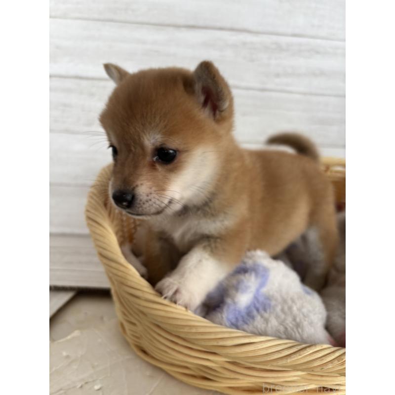 販売中の静岡県のミックス犬-453819の8枚目